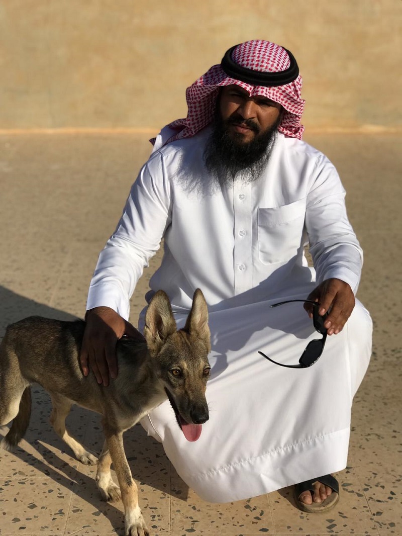 مواطن بعرعر يضرب أروع صور الرفق بالحيوان ويعالج ذئب لمدة ثلاثة أشهر ويطلق سراحه