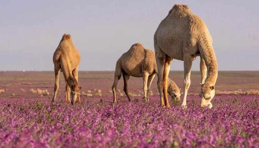 الإبل والخزامى .. لوحة جمالية في صحاري الحدود الشمالية