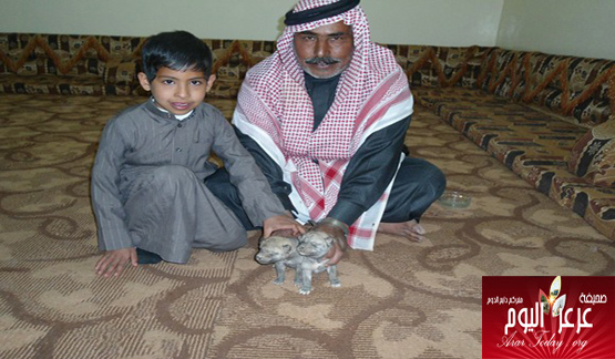 في قصة غريبة .. الرويلي ذهب لقتل الذئاب لكنه أحب صغارها